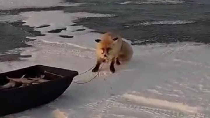 В Казахстане степная лиса пыталась утащить сани, нагруженные рыбой