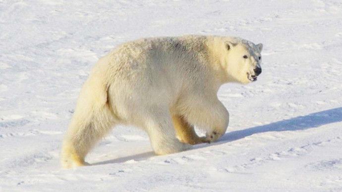 Правительство Чукотки отказалось сотрудничать с WWF
