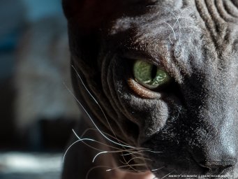 Я люблю кошек